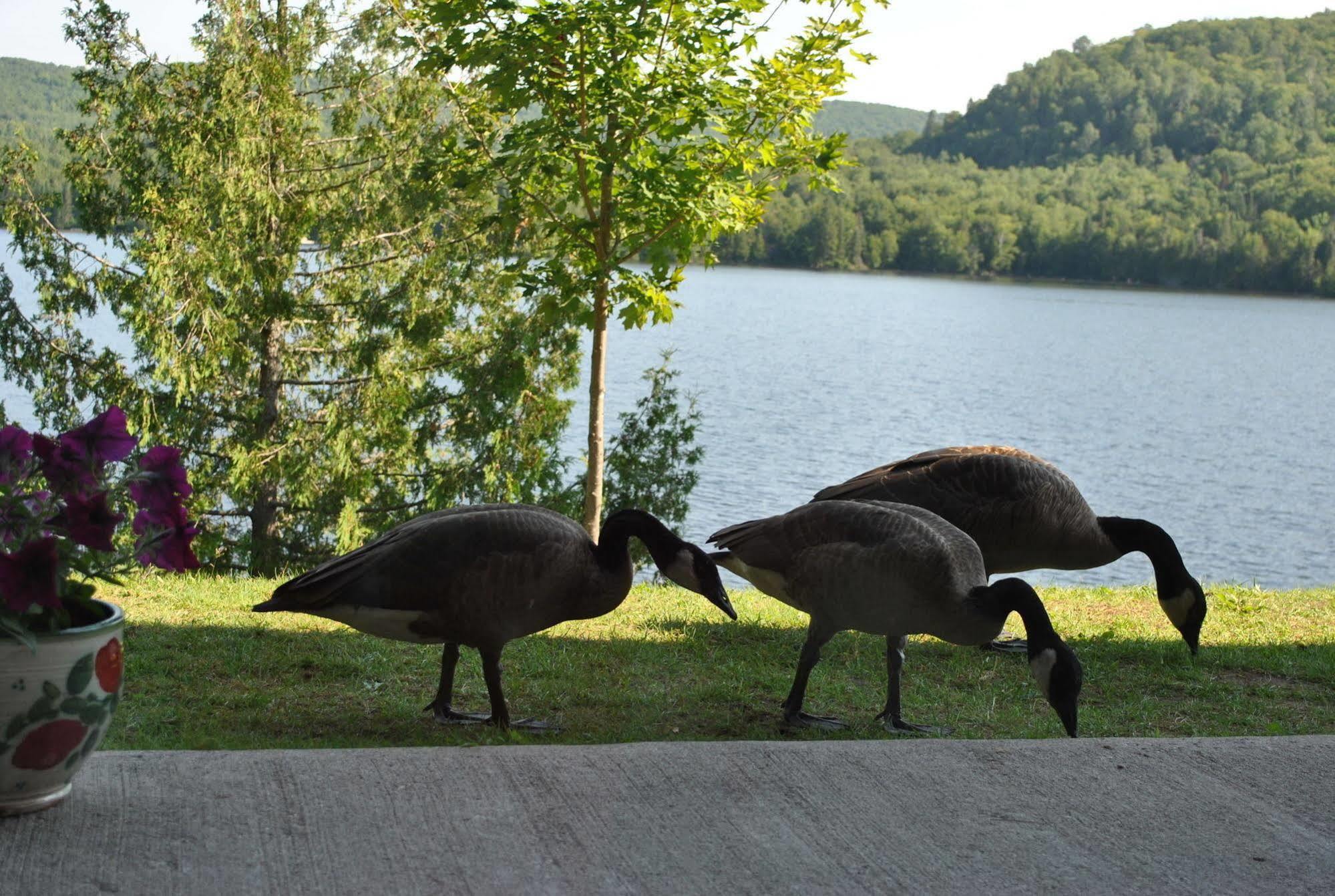 Motel Ours Bleu Lac-Saguay Kültér fotó